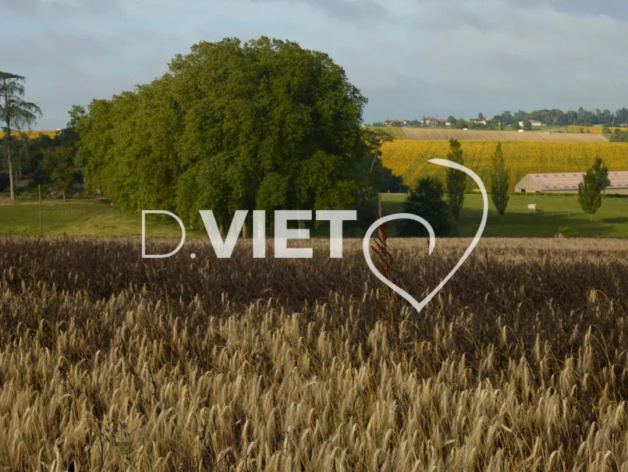 Photo TOULOUSE by VIET - Tournesol et Lauragais