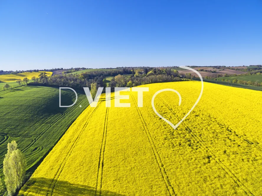 Photo TOULOUSE by VIET - COLZA LAURAGAIS