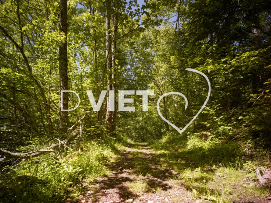 Photo TOULOUSE by VIET - chemin