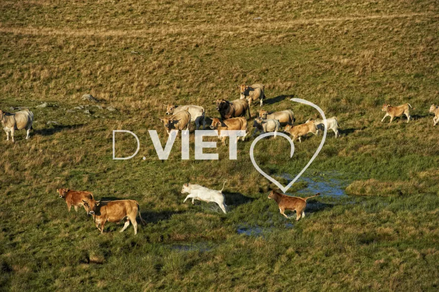 Photo TOULOUSE by VIET - Buron Aubrac