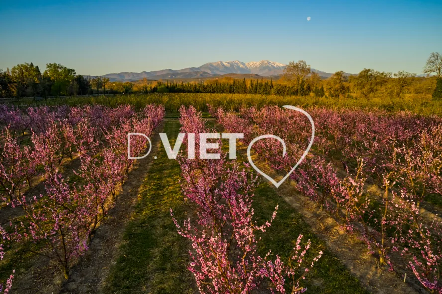 Photo TOULOUSE by VIET - LE CANIGOU