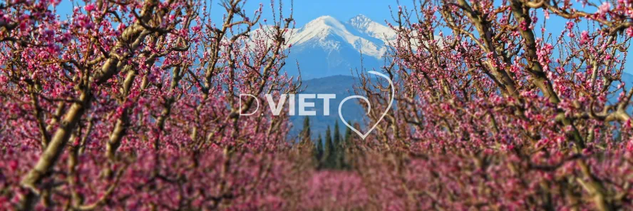 Photo TOULOUSE by VIET - Massif du Canigou et les arbres en fleurs