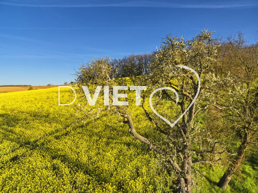 Photo TOULOUSE by VIET - COLZA LAURAGAIS