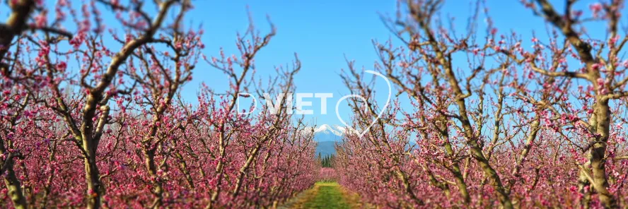 Photo TOULOUSE by VIET - Massif du Canigou et les arbres en fleurs
