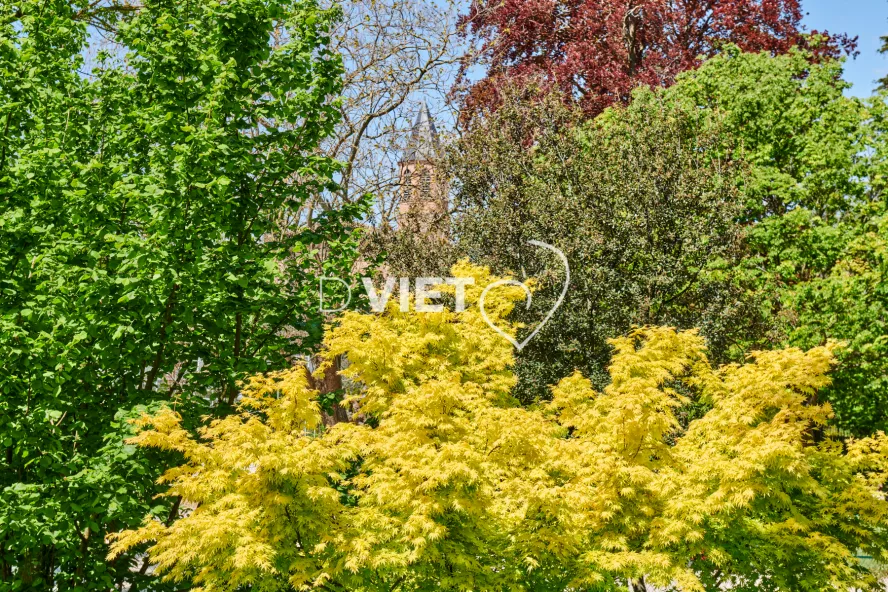 Photo TOULOUSE by VIET - Le printemps les verts fluo les arbres