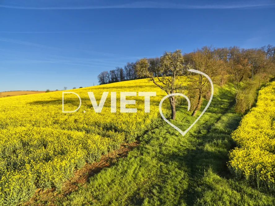 Photo TOULOUSE by VIET - COLZA LAURAGAIS