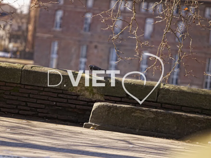 Photo TOULOUSE by VIET - pigeon