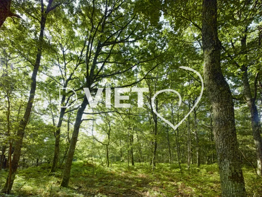 Photo TOULOUSE by VIET - foret de buzet