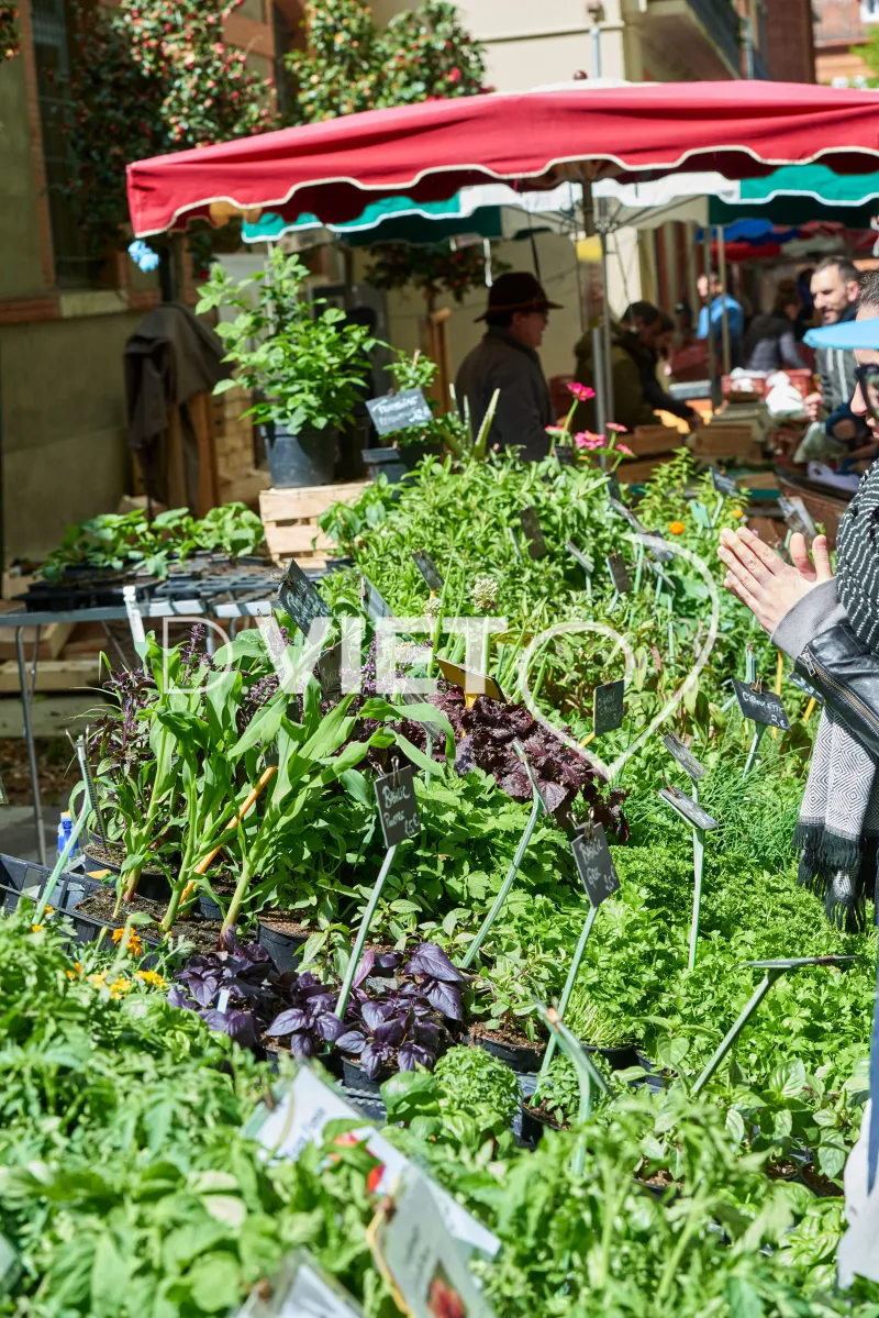 Photo TOULOUSE by VIET - VIET_008912