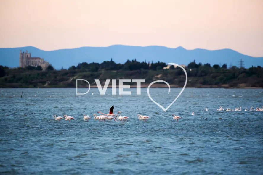 Photo TOULOUSE by VIET - Etangs de Bages et de Sigean