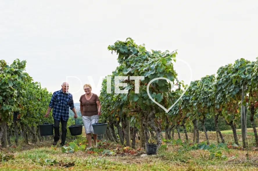 Photo TOULOUSE by VIET - Armagnac