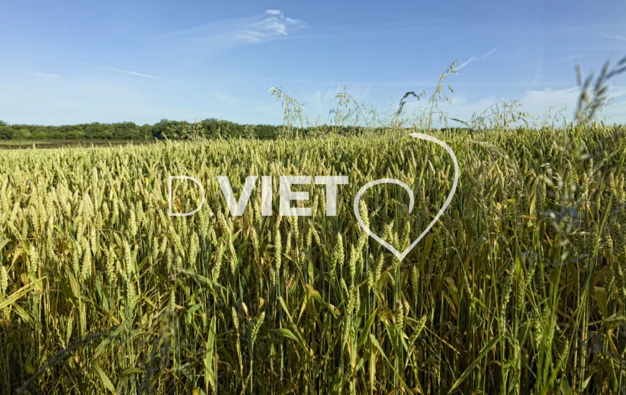 Photo TOULOUSE by VIET - Champ de blé