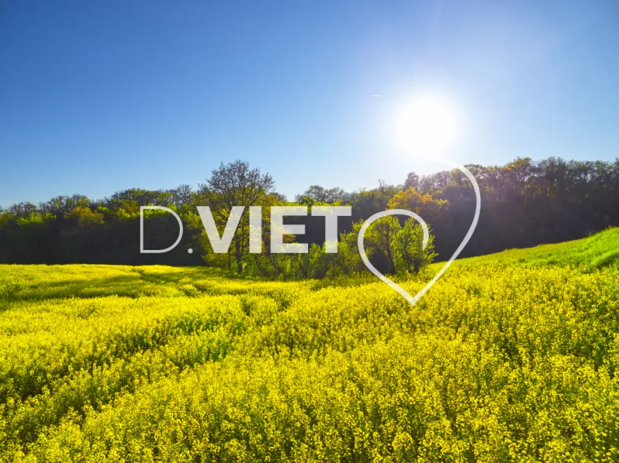 Photo TOULOUSE by VIET - COLZA LAURAGAIS