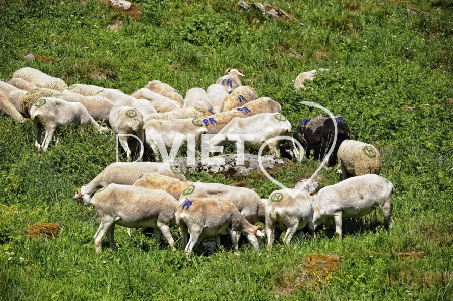 Photo TOULOUSE by VIET - lac d'Oô