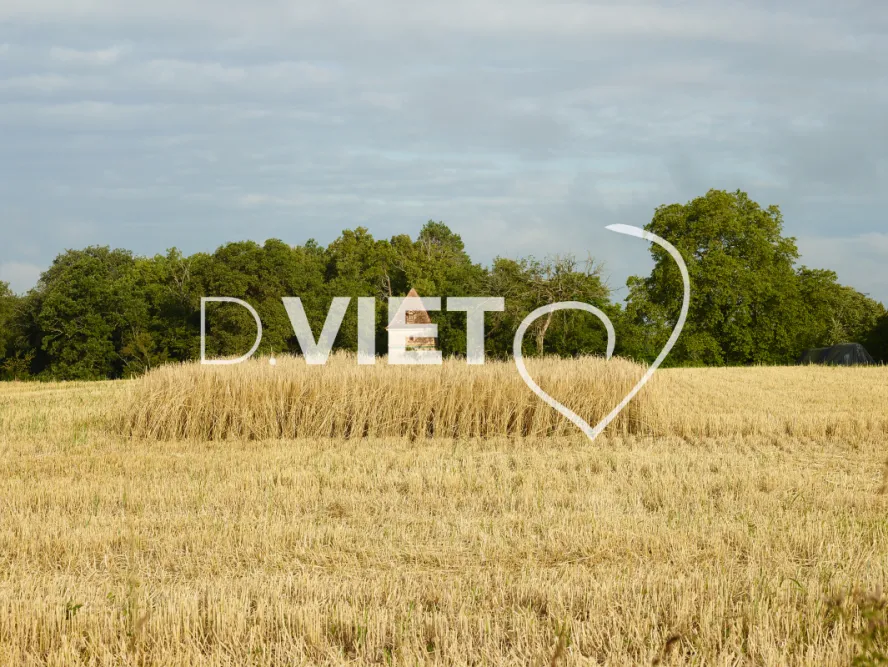 Photo TOULOUSE by VIET - Tournesol et Lauragais