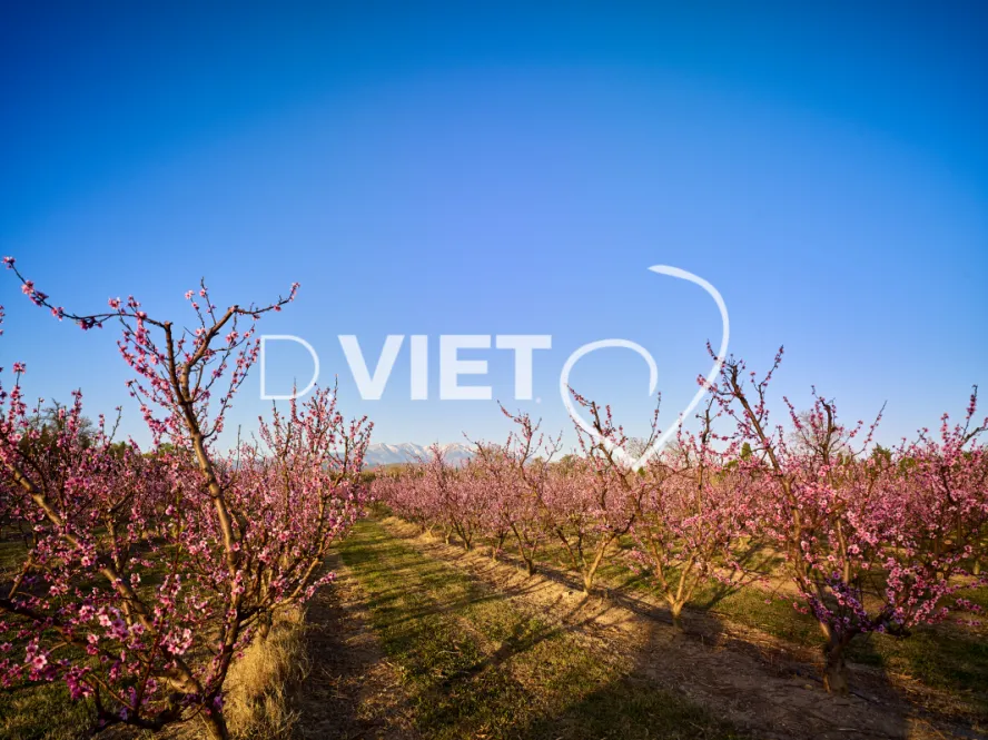 Photo TOULOUSE by VIET - LE CANIGOU