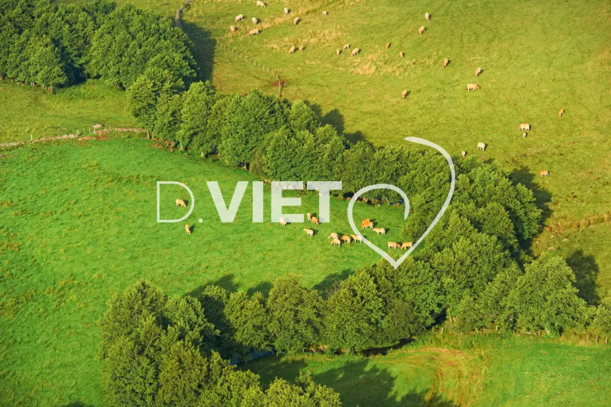 Photo TOULOUSE by VIET - Laguiole