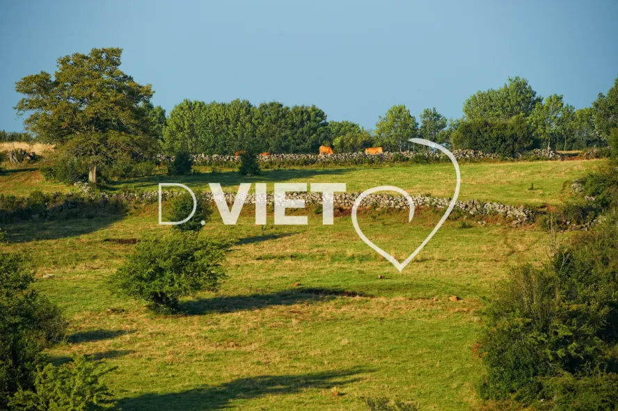 Photo TOULOUSE by VIET - Montpeyroux