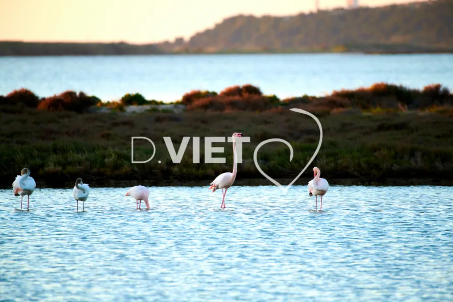 Photo TOULOUSE by VIET - VIET_011185