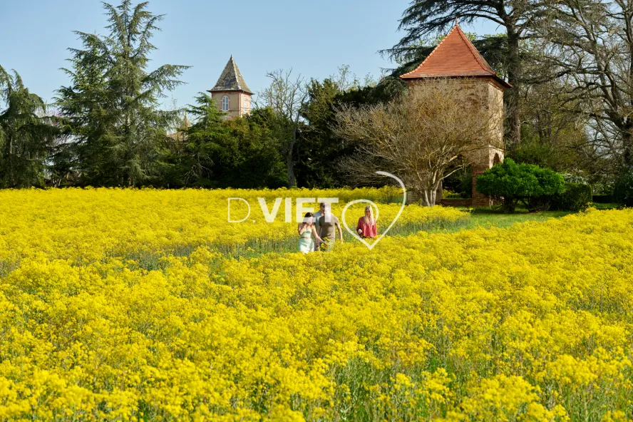 Photo TOULOUSE by VIET - Champ de pastel