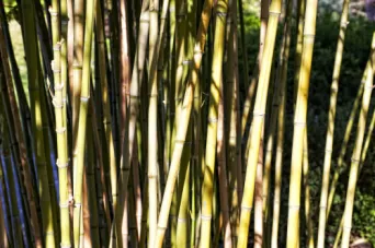 Photo TOULOUSE by VIET - Compans Caffarelli