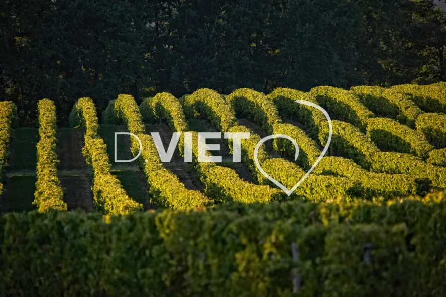 Photo TOULOUSE by VIET - Armagnac