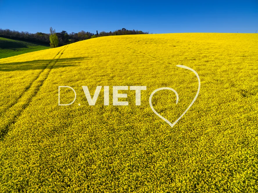 Photo TOULOUSE by VIET - COLZA LAURAGAIS