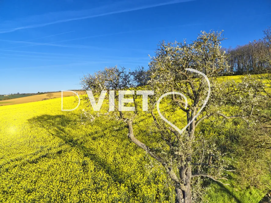 Photo TOULOUSE by VIET - COLZA LAURAGAIS