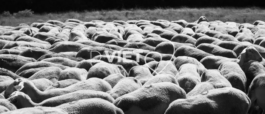 Photo TOULOUSE by VIET - brebis