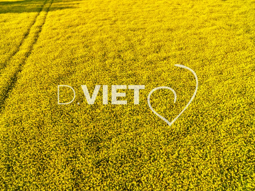 Photo TOULOUSE by VIET - COLZA LAURAGAIS